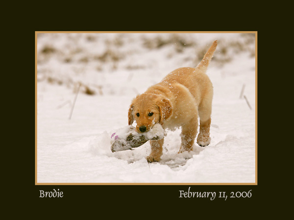 Brodie In Training