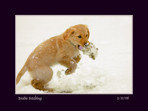 Brodie In Training