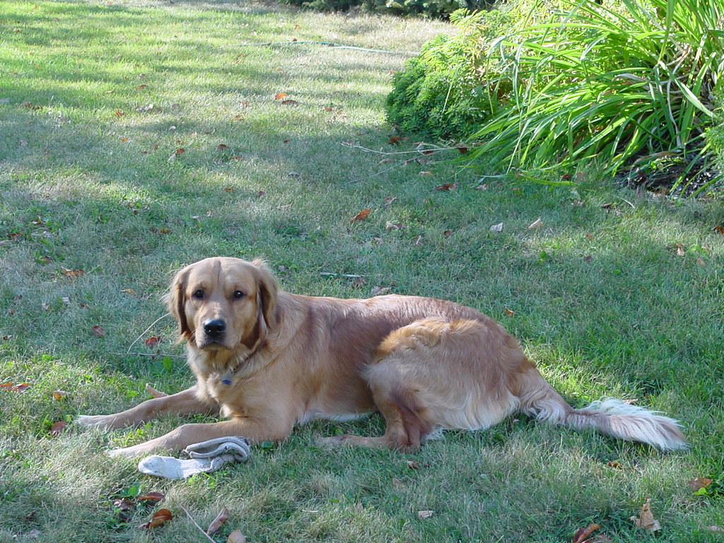 Keeta in the yard