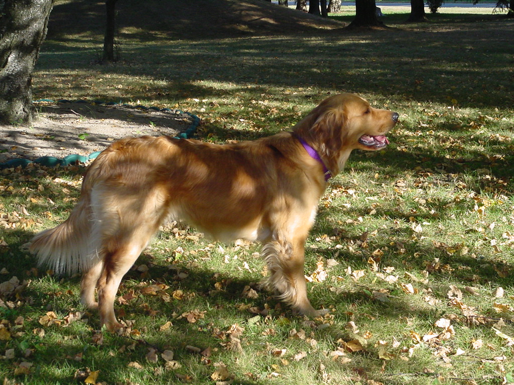 Keeta in the yard