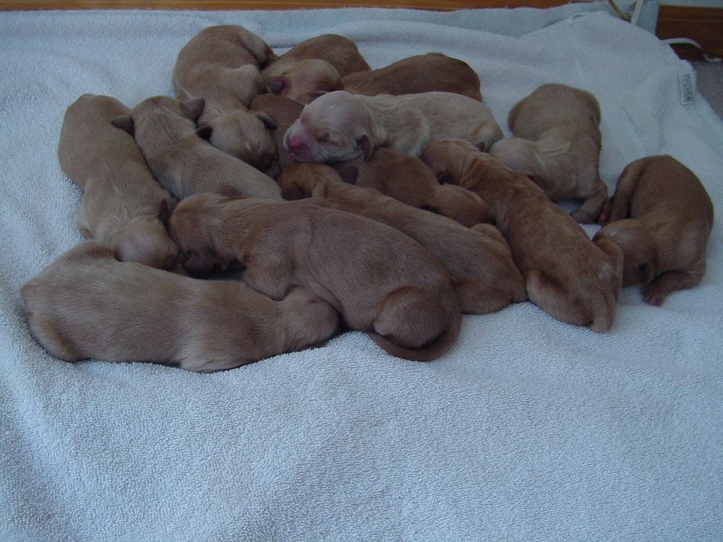 While Keeta is outside, the puppies sleep in a pile.