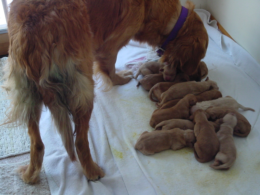 Keeta wants to go outside, but first she checks over her pups.