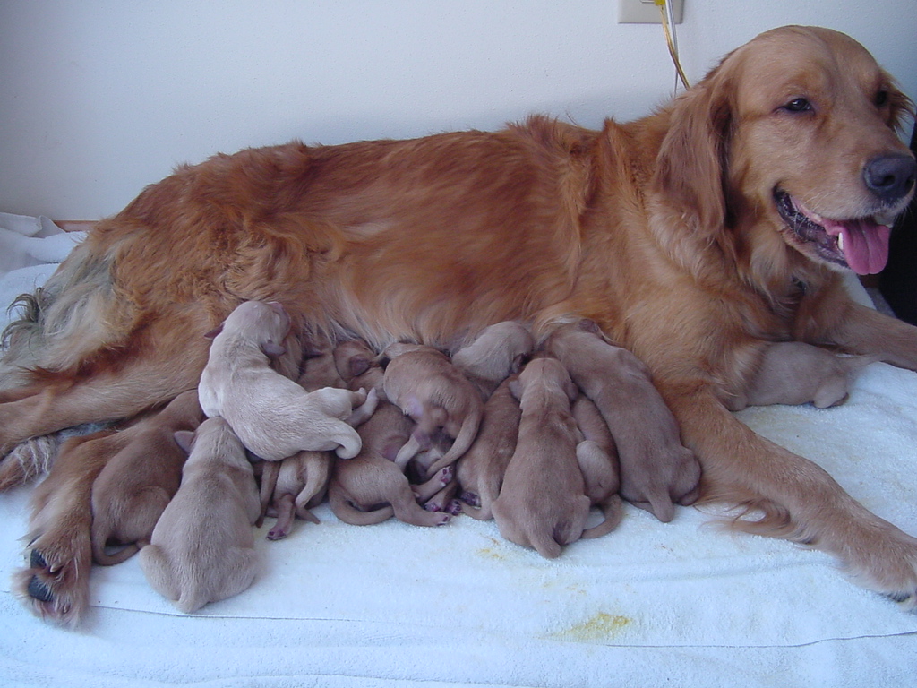 All thirteen pups (trying) to feed.