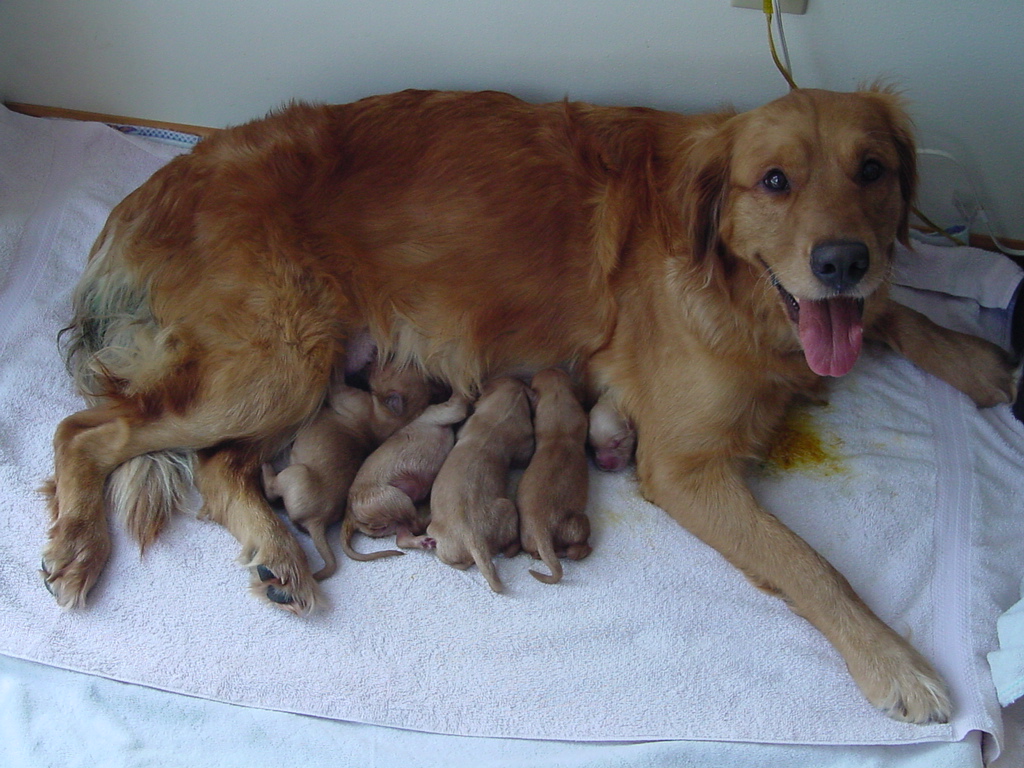 With half the litter in a warm box, all puppies can feed.