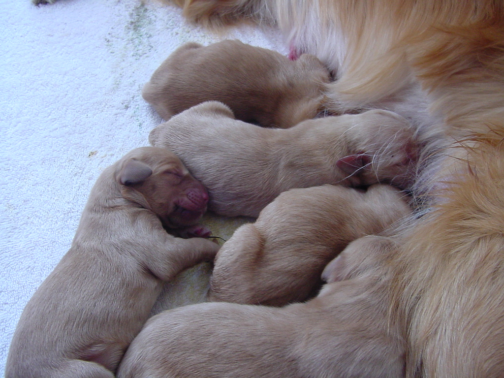 One pup has had enough, now it's time to sleep.