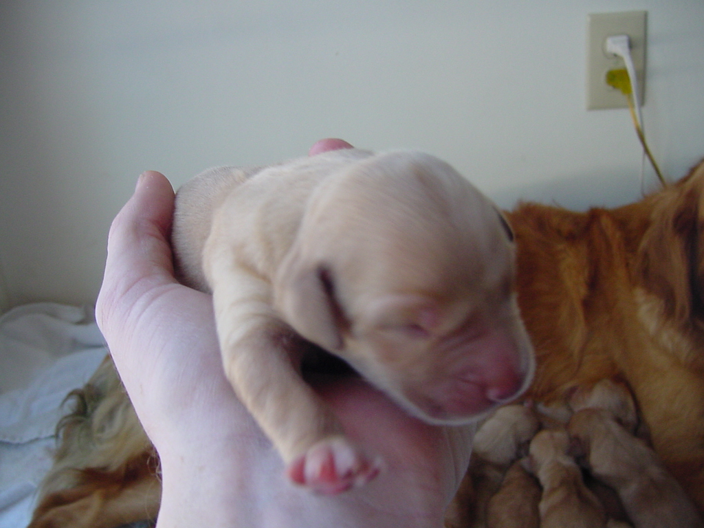 Closeup of a puppy.