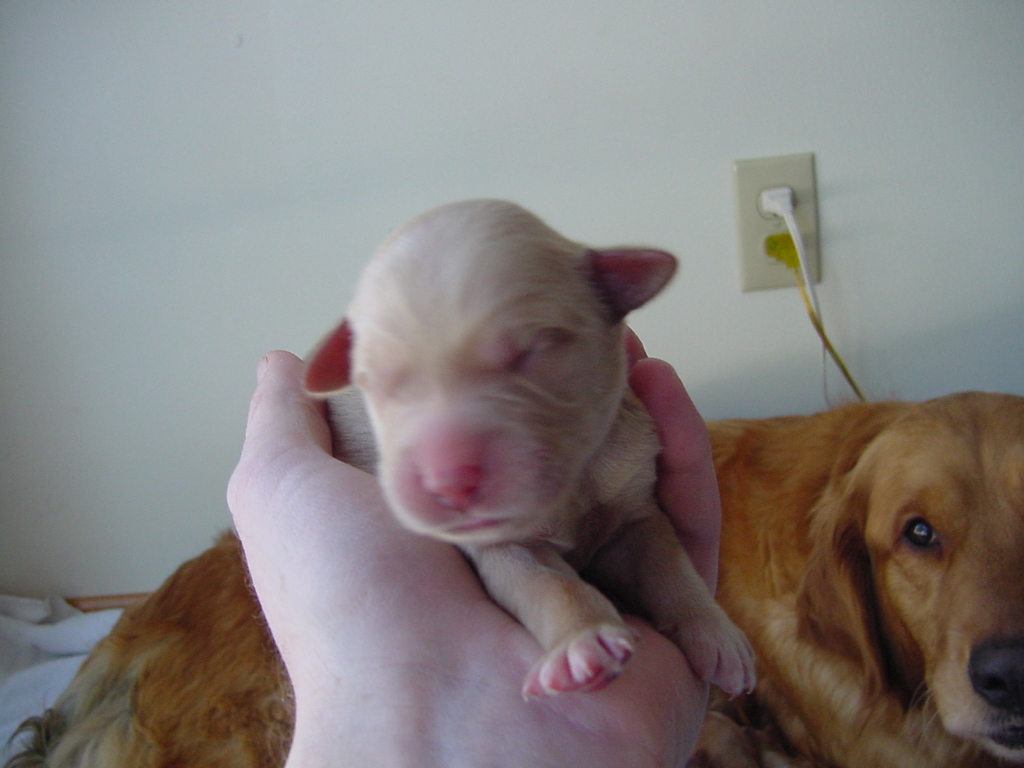 Their ears look like a lamb, Keeta keeps a watchful eye.