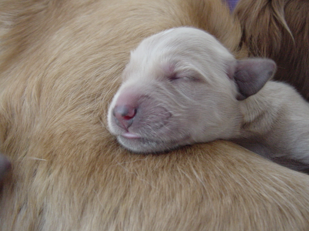 Puppy sleeping.