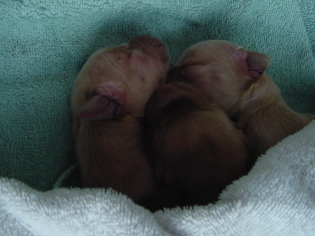 Puppies in a warm box, three pups snuggled together.