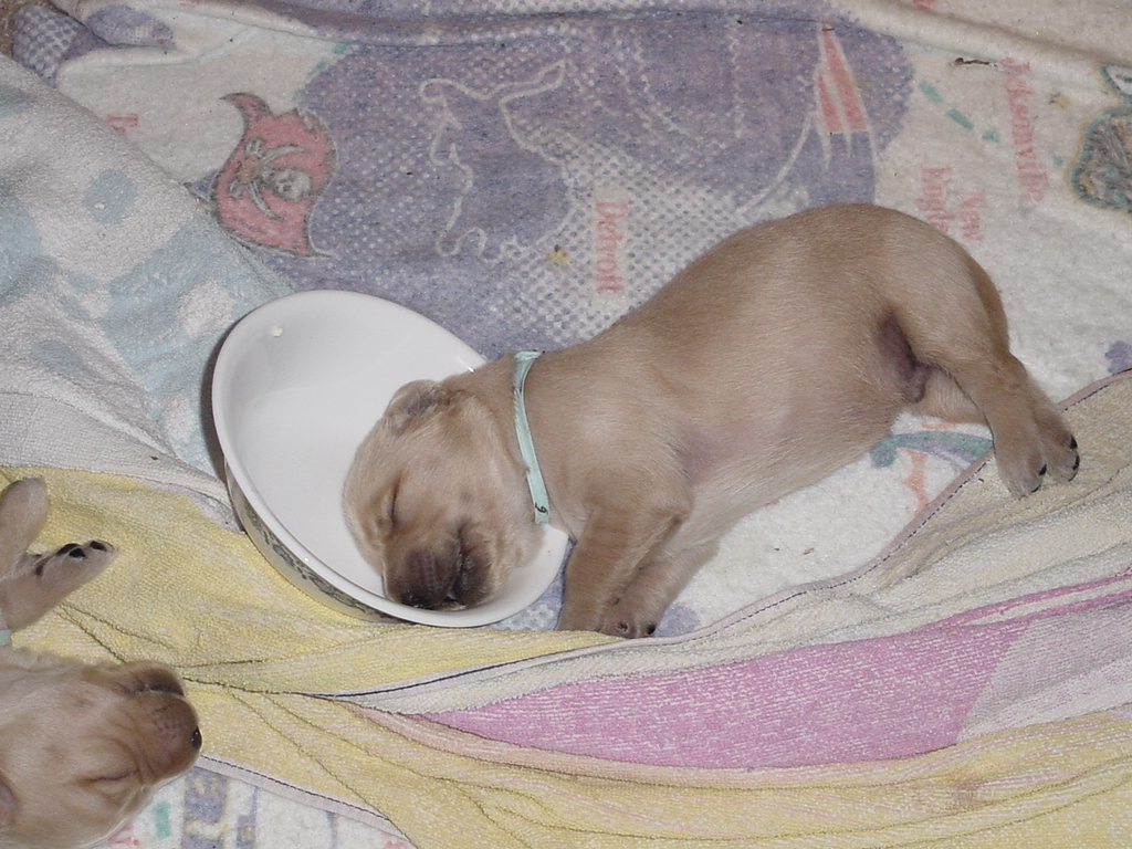 Day 10, Looks like this puppy had too much to eat