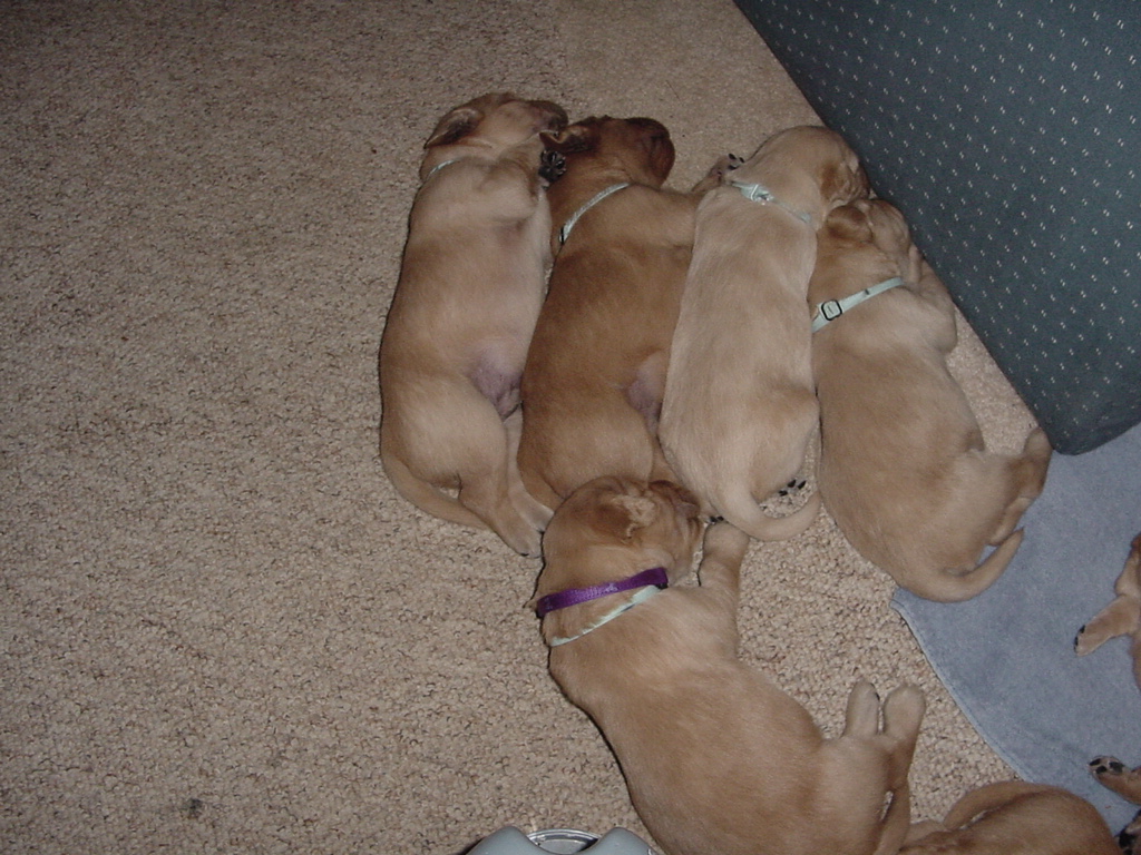 Day 13, Four boy pups sleeping all stacked together