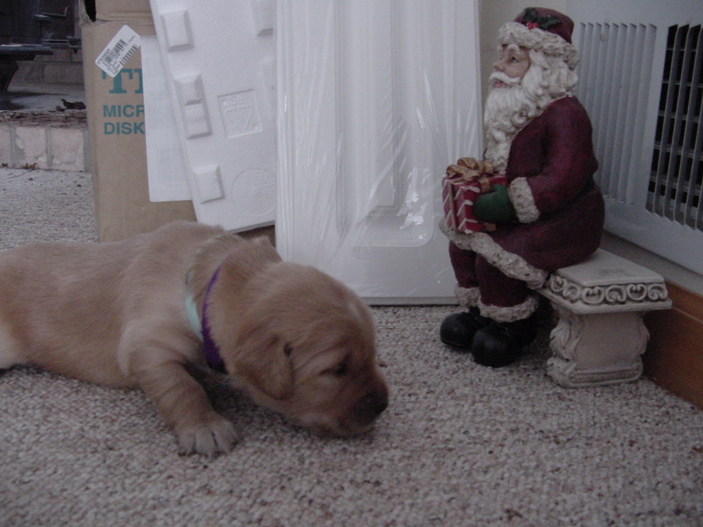 Day 13, Lucky is checking out the Santa Claus decoration