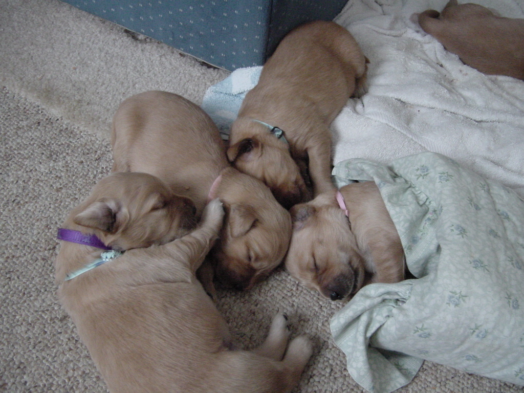 Day 13, puppies all snuggled in