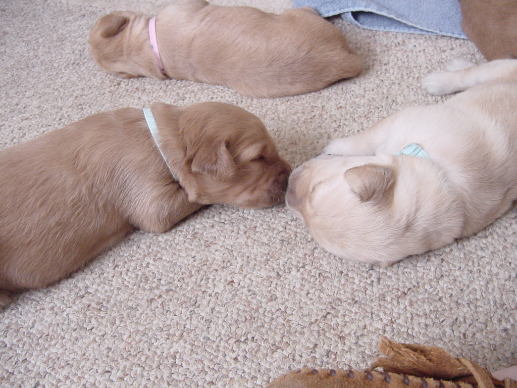 Day 13, Puppies sleeping nose to nose