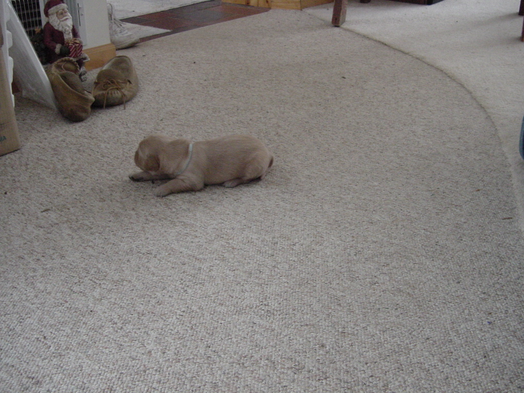 Day 13, one pup is advenuring away from the bed