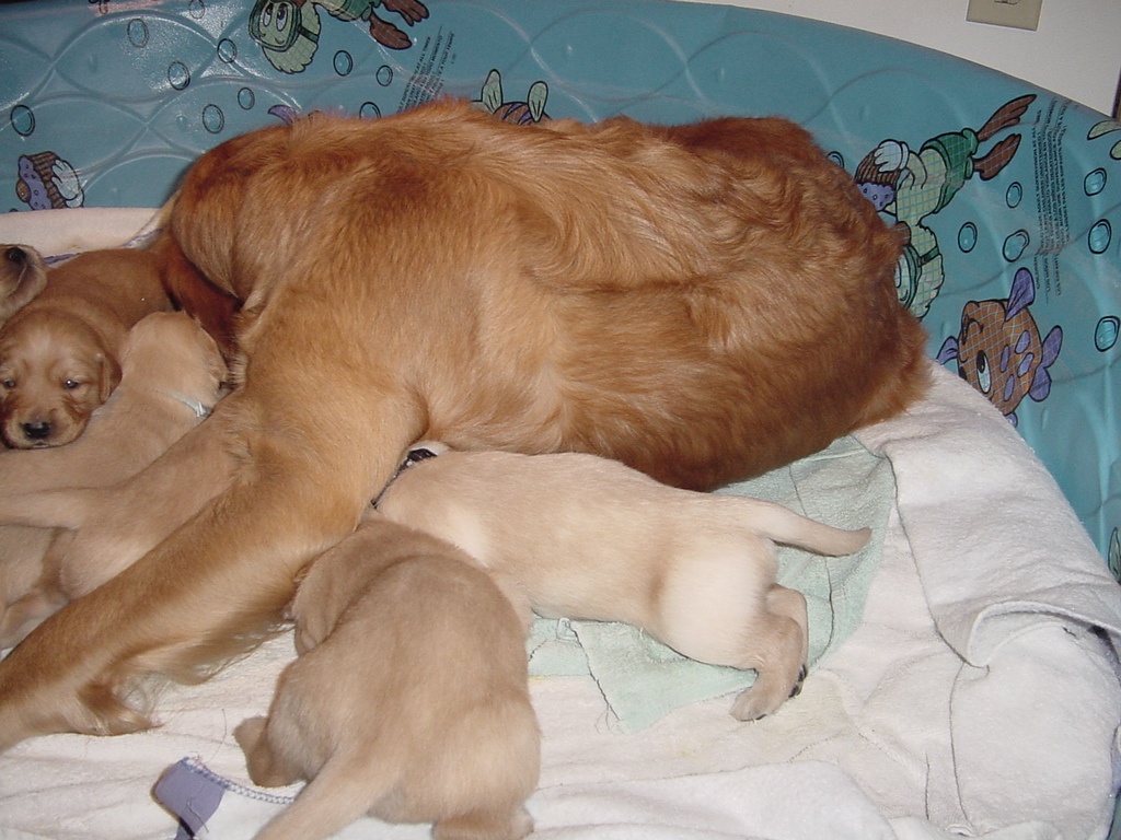 Day 18, A puppy working in from the back side