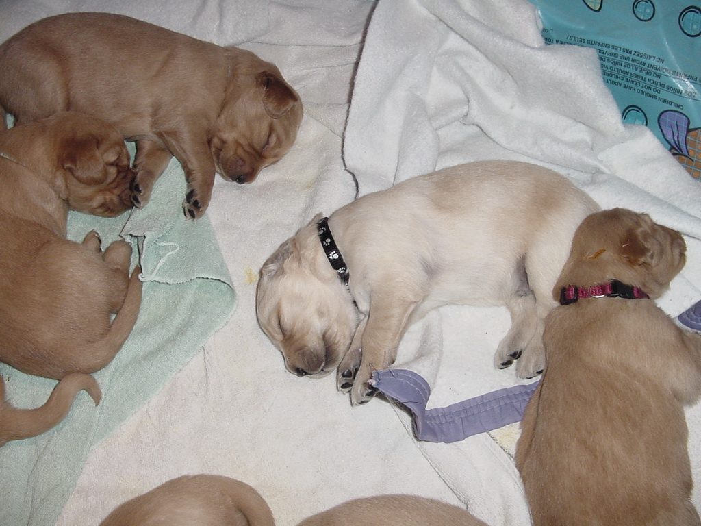 Day 18, Blondie has his new collar on