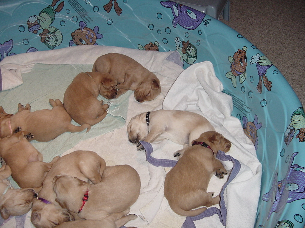 Day 18, Puppies snoozing in their new bed