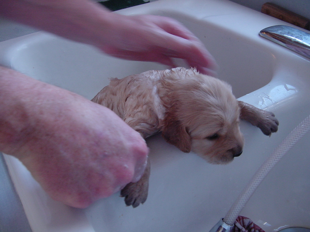 Day 19, Puppy is getting a bath