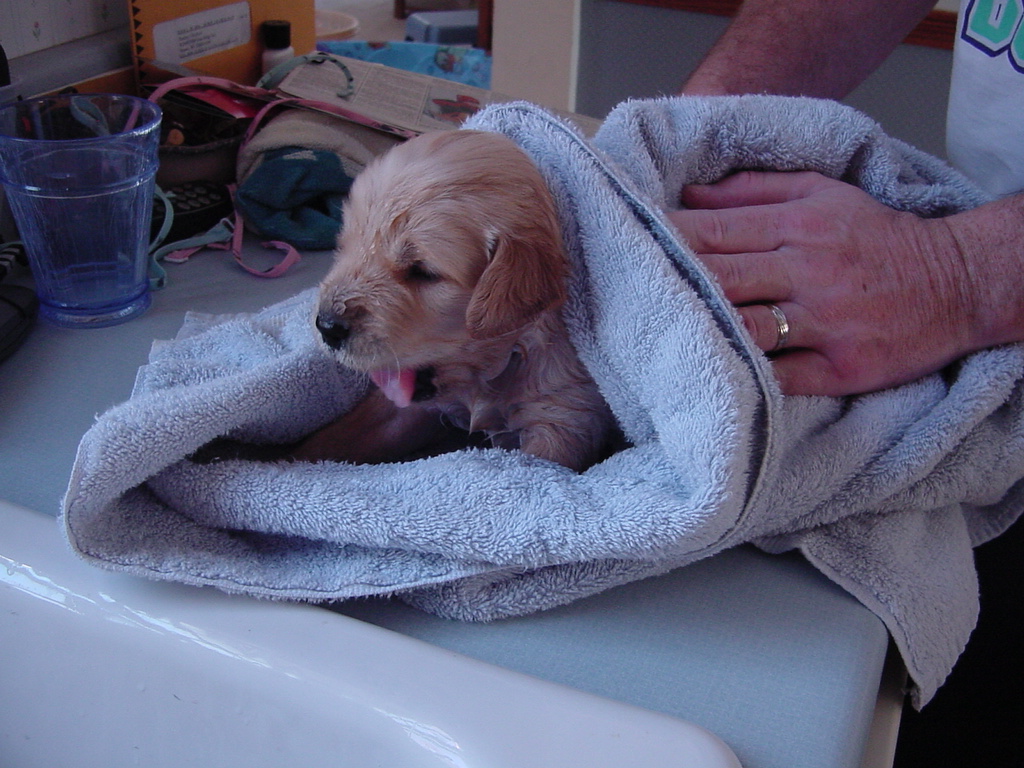 Day 19, That was a lot of work, puppy yawns