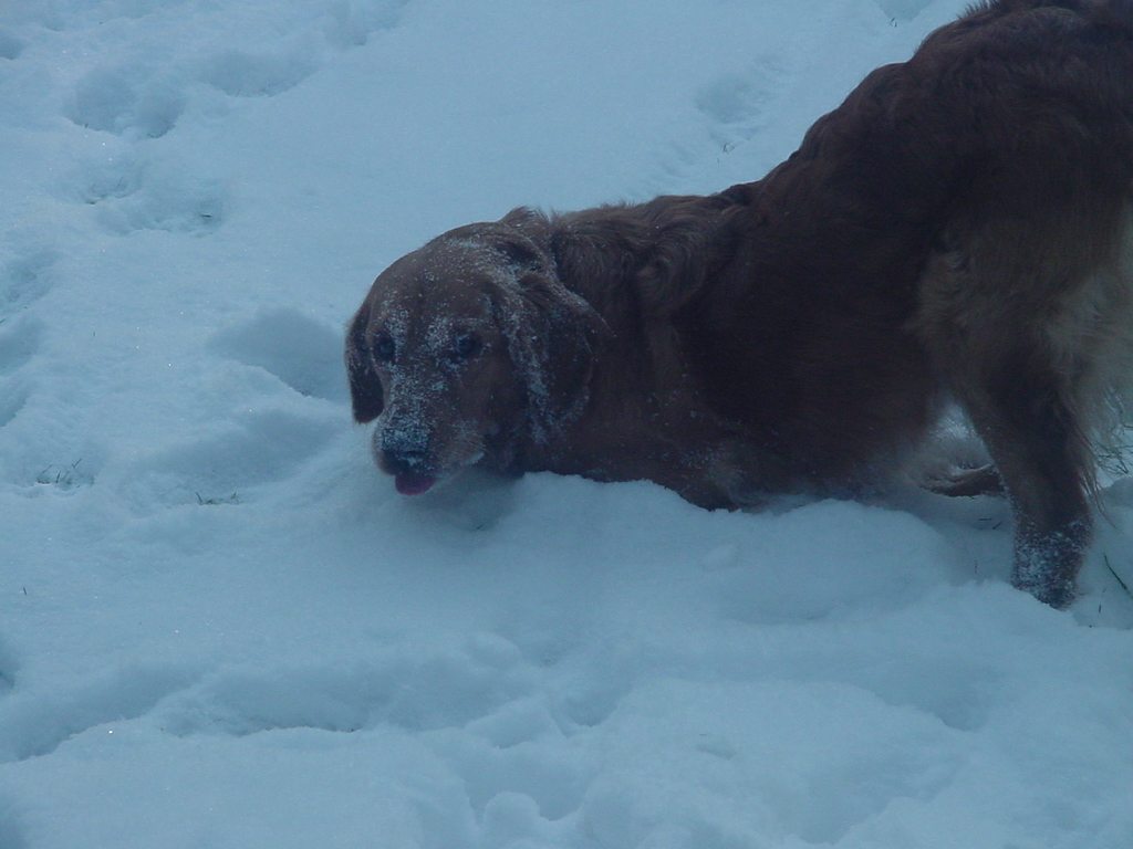 Keeta enjoying a good roll in the snow