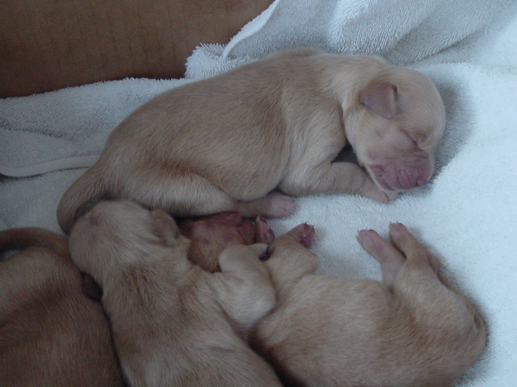 Two day old puppies are sleeping.