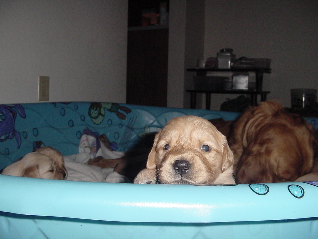 Puppy #3 (Buster) is peering over the edge of the pool