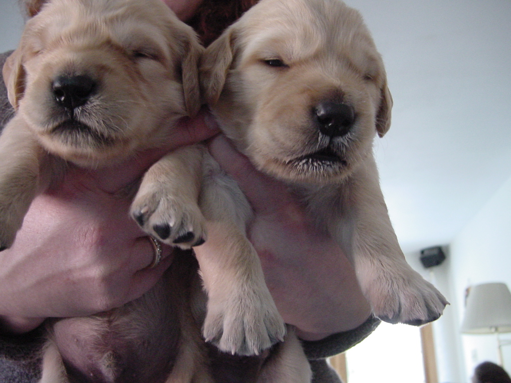 Here's an armload of pupies, #1 (Oscar) on the left and #13 (Blondie) on the right.