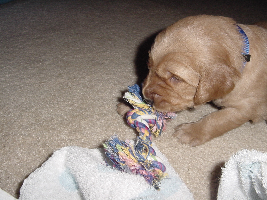 So we let Buster out, here he is playing with a chew toy