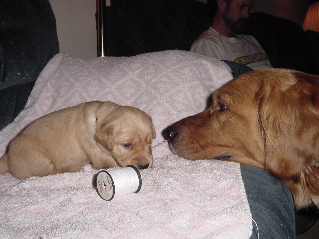 Attempting a picture retake for Puppy #12 (Peanut), Keeta is supervising.