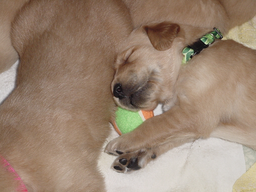 Day 20, Tina likes the ball so much, so fell asleep on it