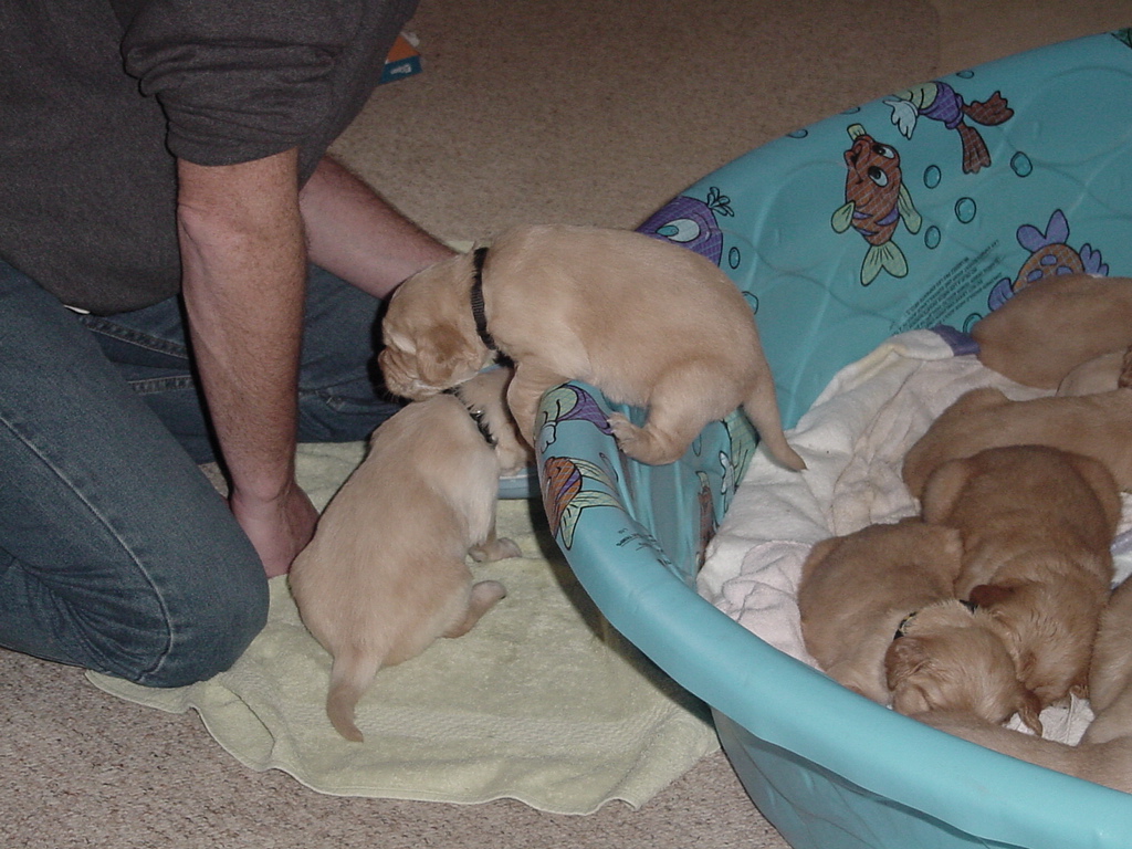 Pup #1 (Oscar) making it out of the pool