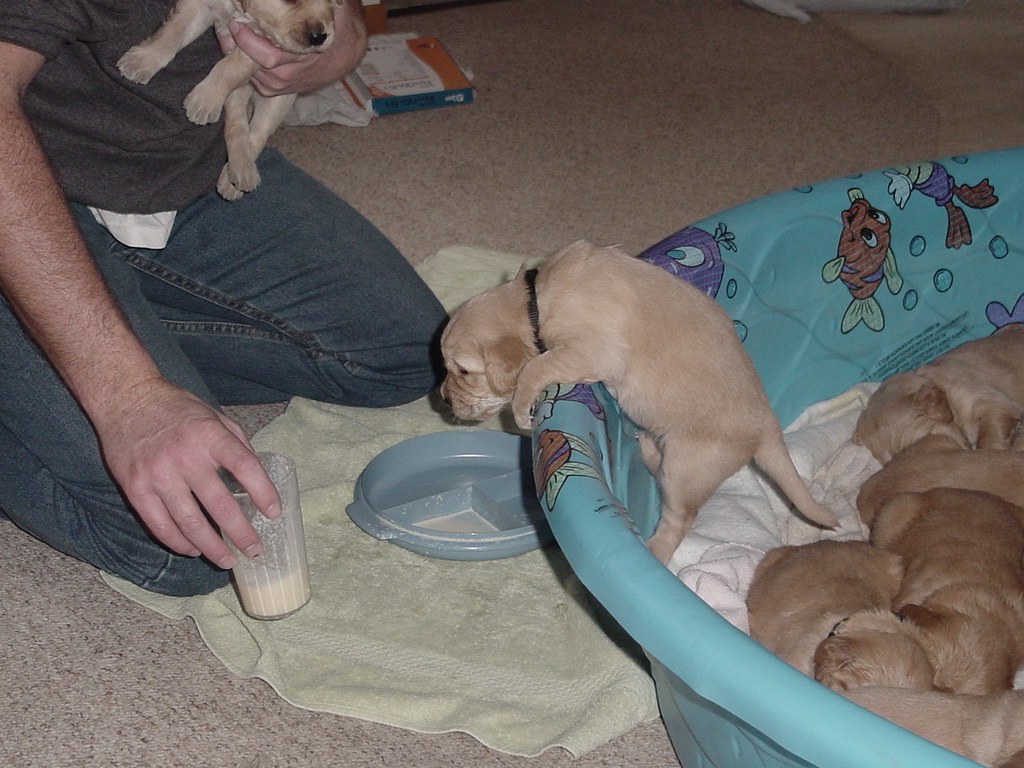 Puppy #1 (Oscar) wants to try some dish food