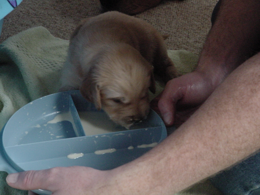 Puppy is making a mess sucking as much as lapping.