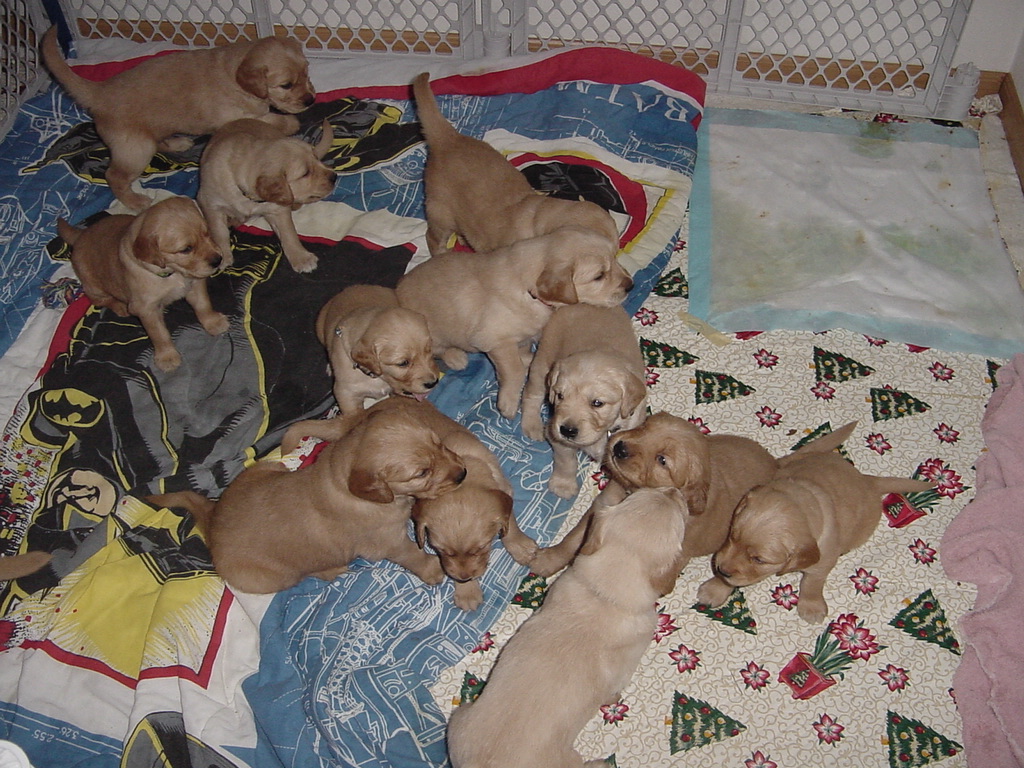 Puppies were able to get out of the pool, so we started using fencing (pottie training pad at upper right).