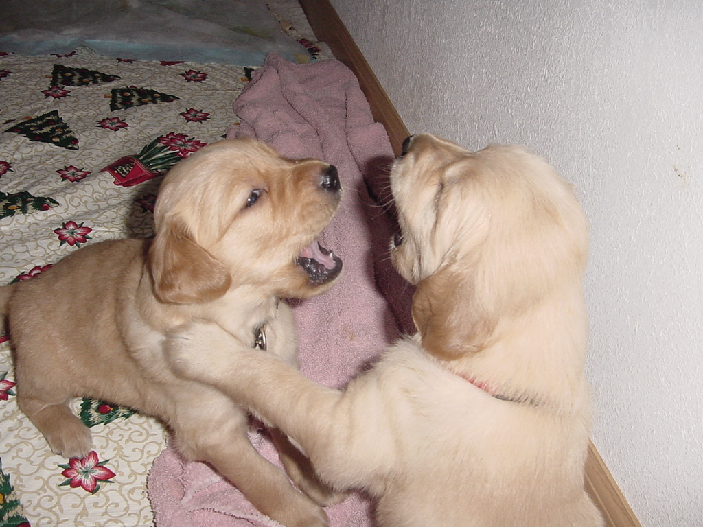 Vicious puppies attacking each other.