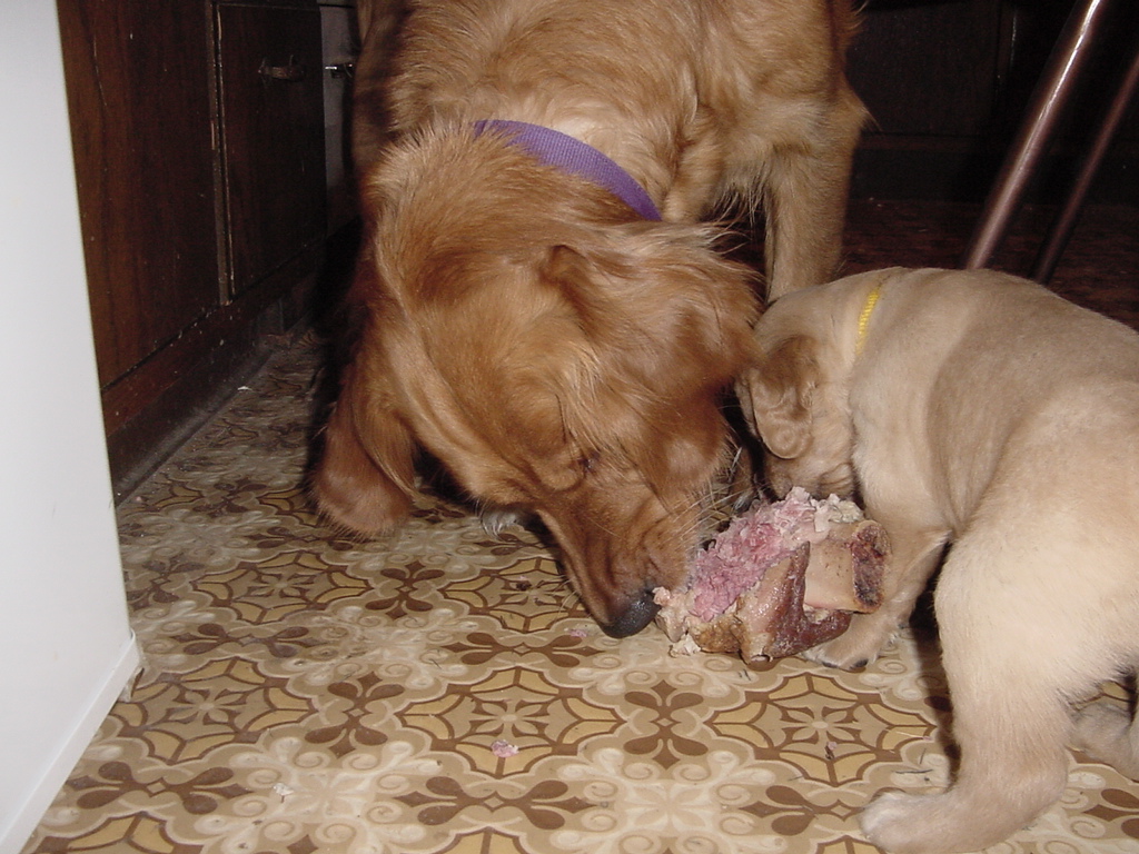 Keeta and puppy #5 (Falcor) sharing a ham bone