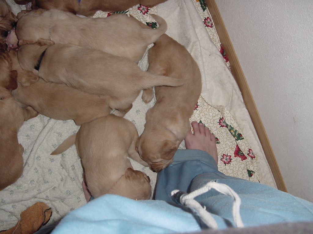 Puppy is tugging on pants cuff