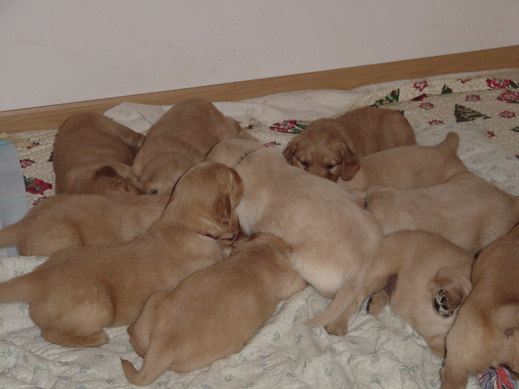 We put the ham bone in the pen for all of the pups, the bone is hidden from view under all the pups.