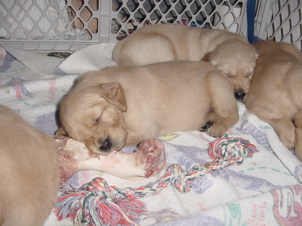 The next day, the ham bone is picked clean, but a puppy still wants to sleep with it.