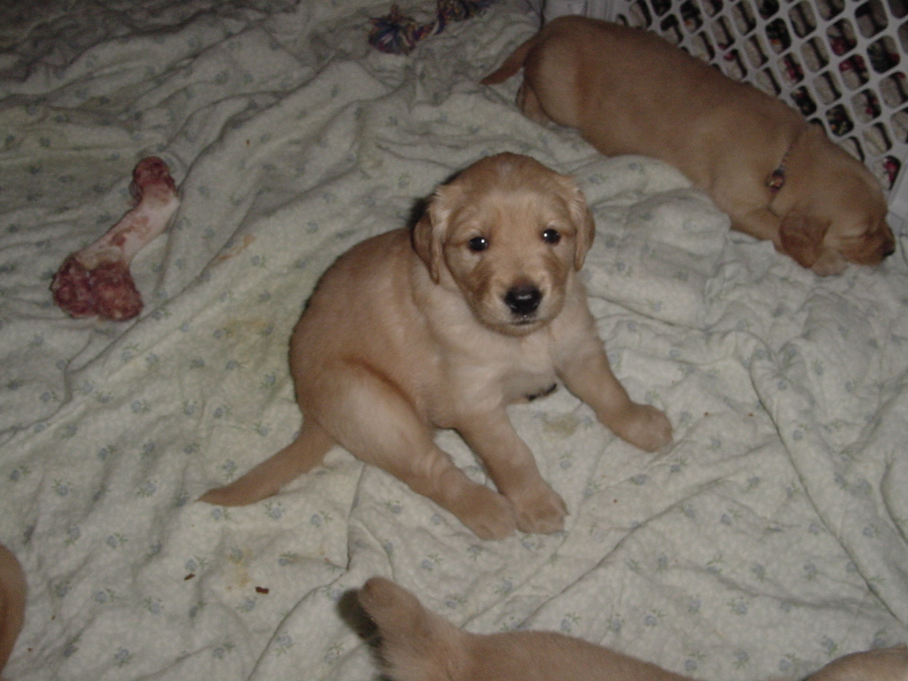 Puppy is waking up.