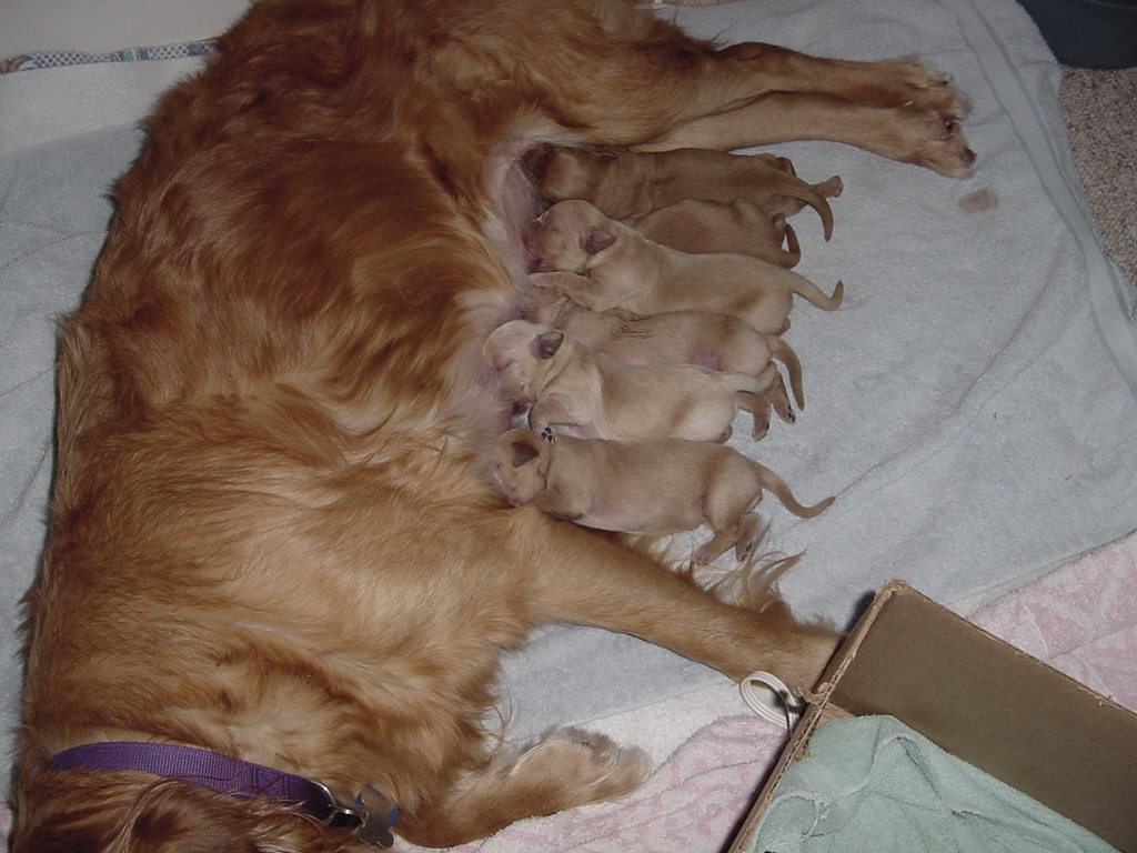 Day 3, Half the litter all lined up for feeding