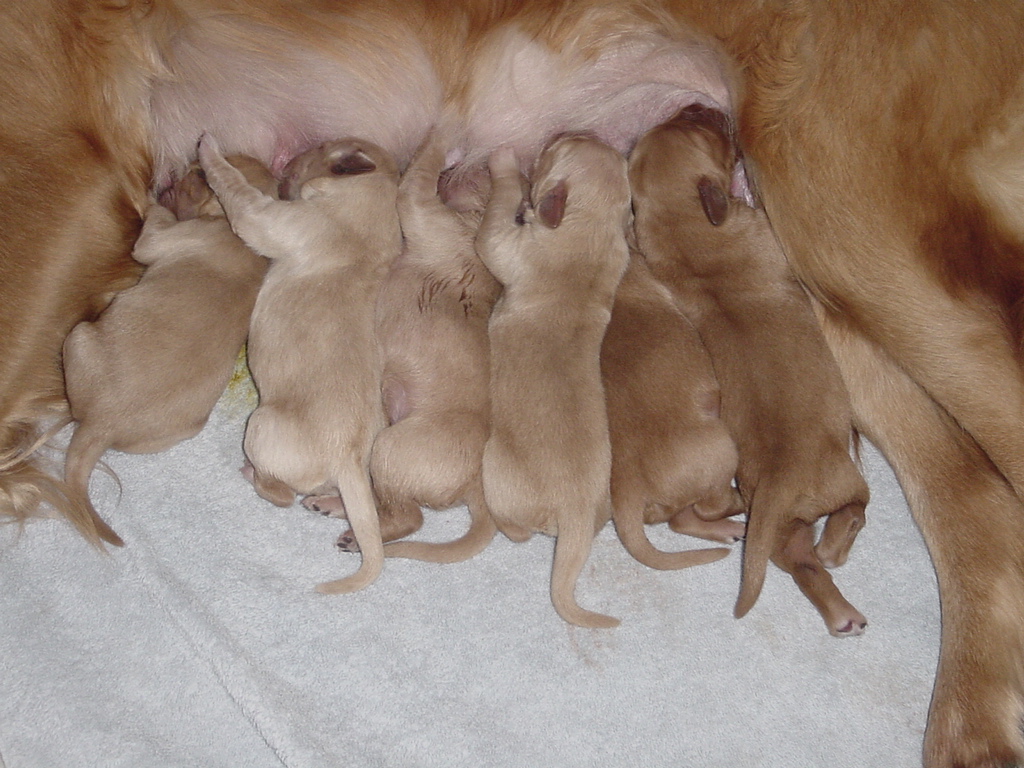 Day 3, Close up of feeding, the tails started wagging today.