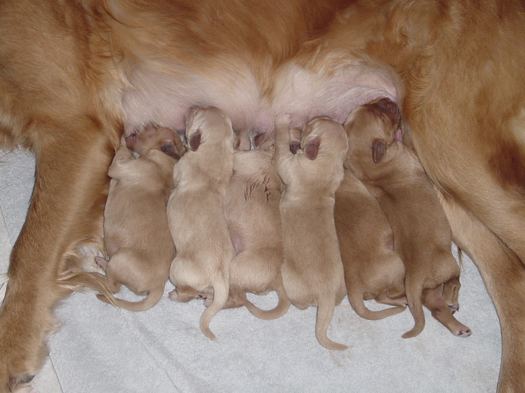 Day 3, Six puppies feeding