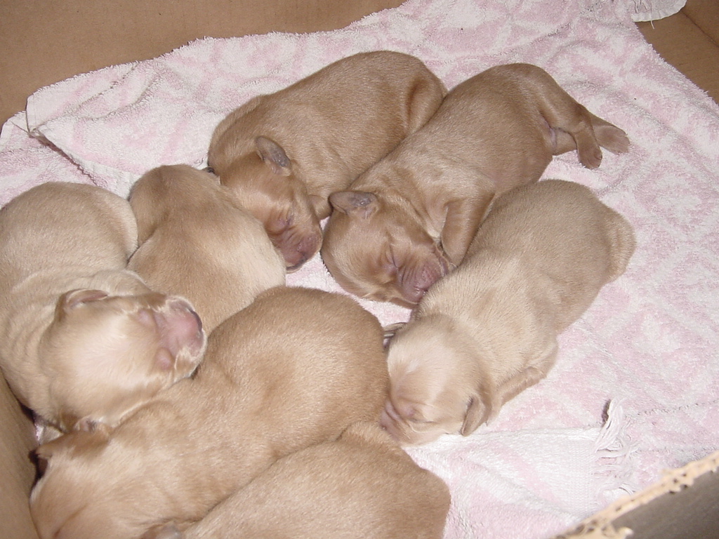 Day 3, closeup of half the litter sleeping in a warm box.