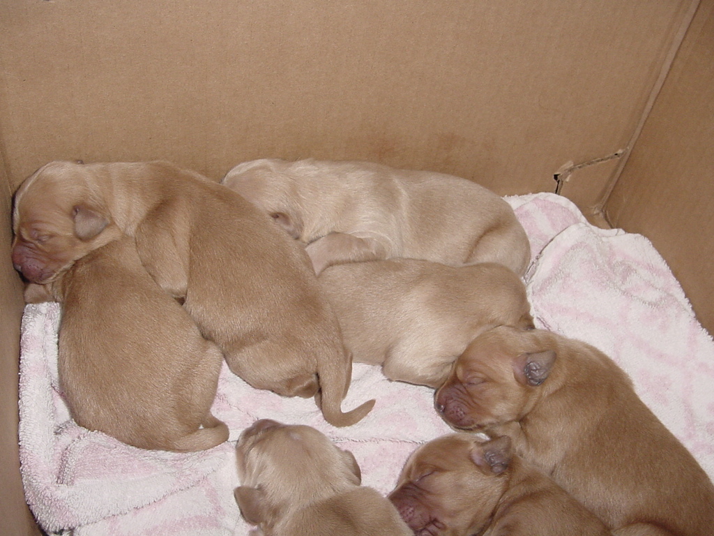 Day 3, sleeping puppies stacked on top each other.