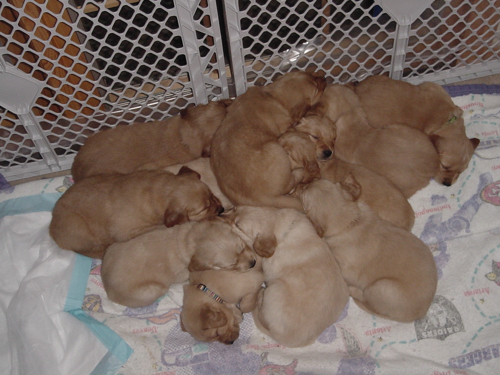 Back in Sussex, the house is still cold so the puppies snuggle together for warmth.