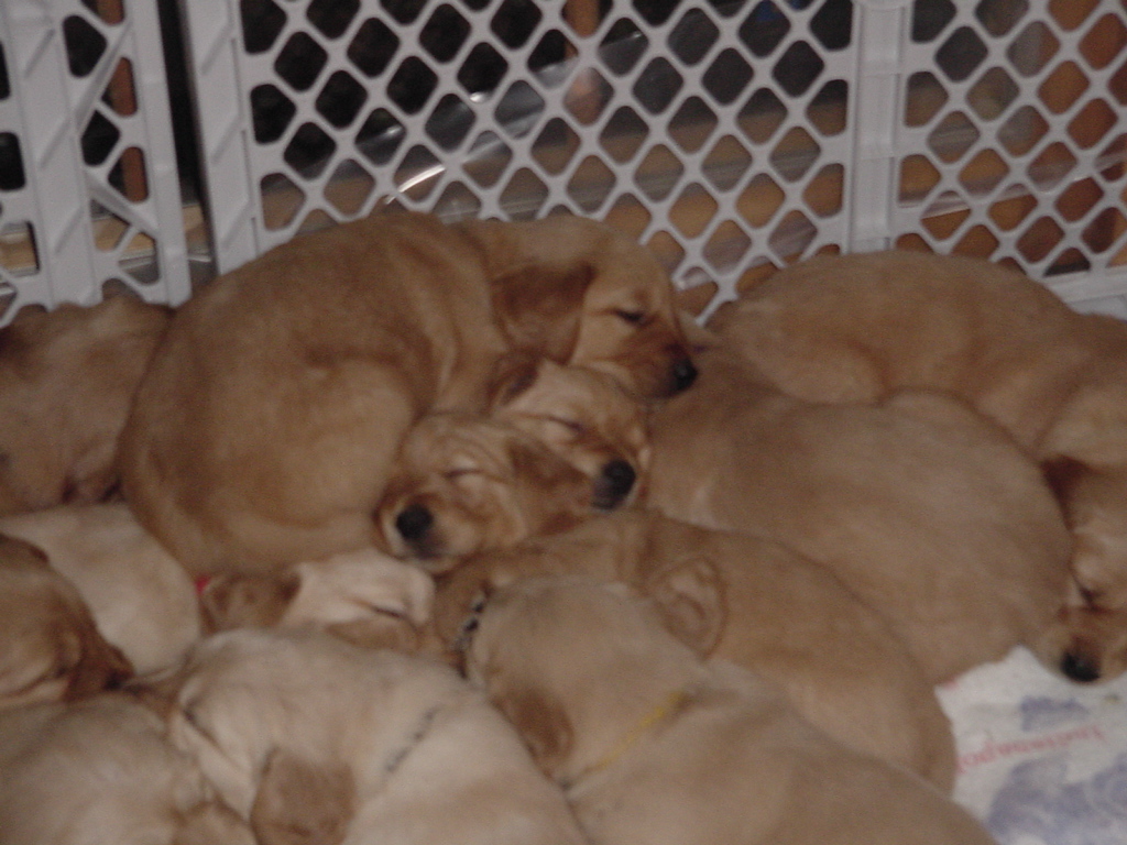 A couple of noses sticking out of the snuggle pile.