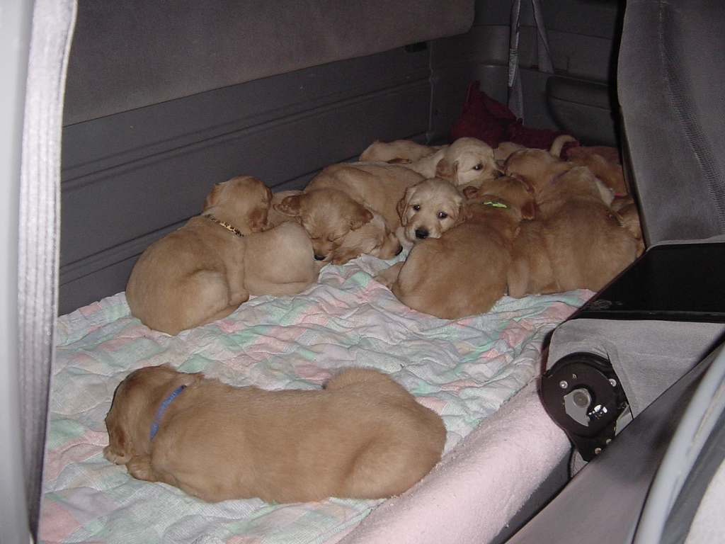 Pups all huddled into the rear seat of the pick-up truck, for the trip to Sussex after the holidays up north.