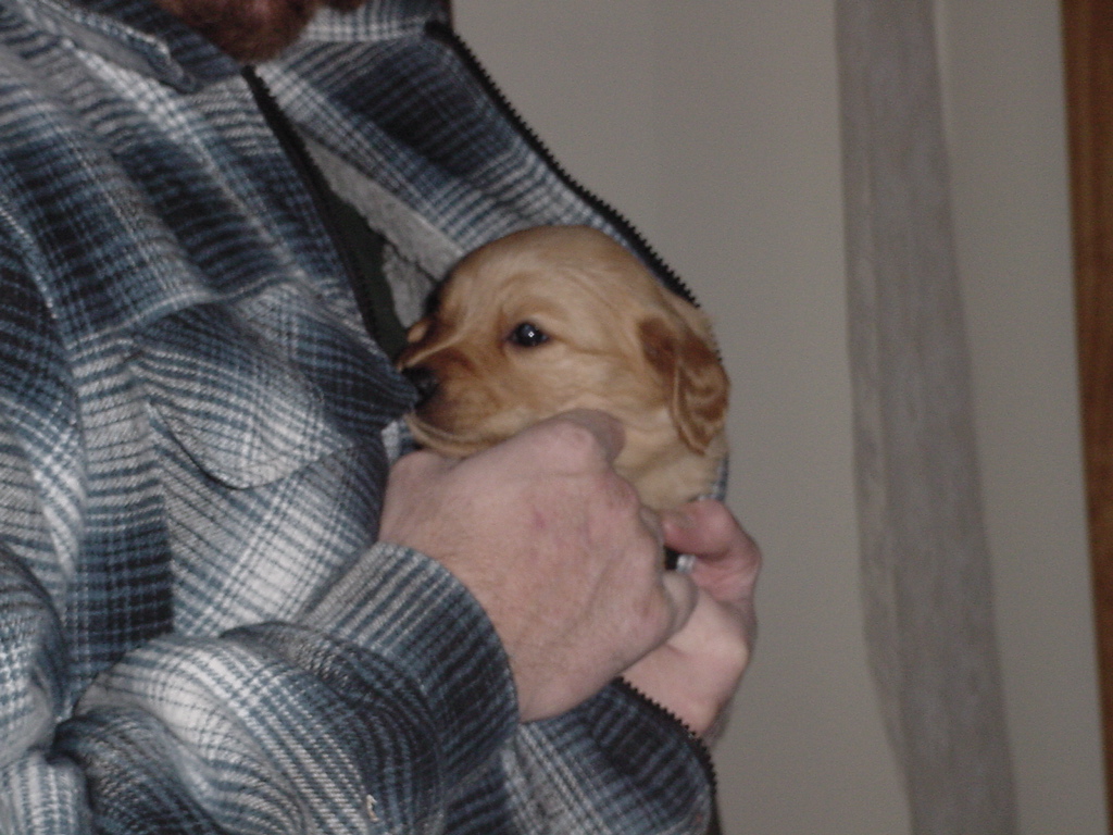 One puppy crawled into the jacket.